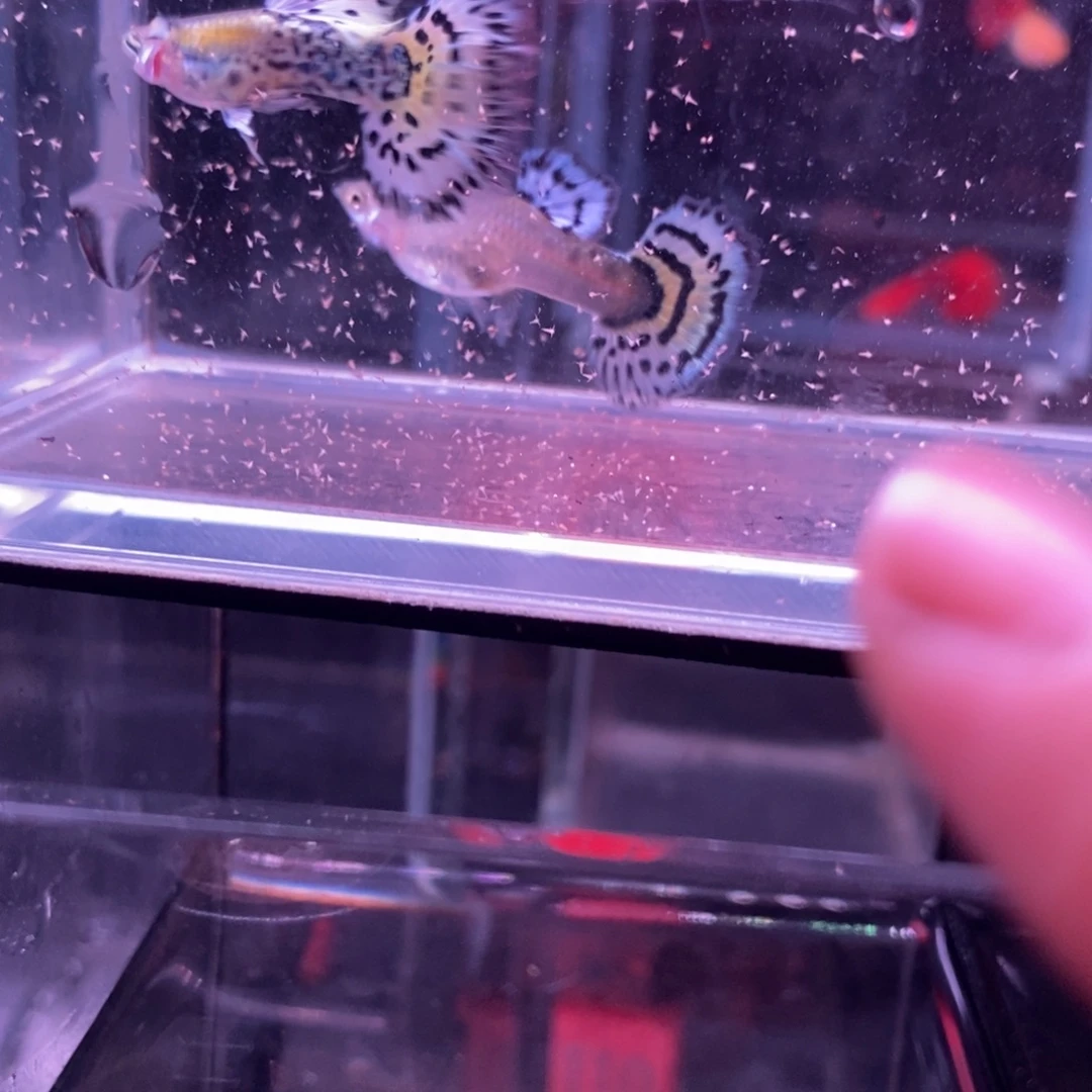 孔雀鱼半月尾一对
