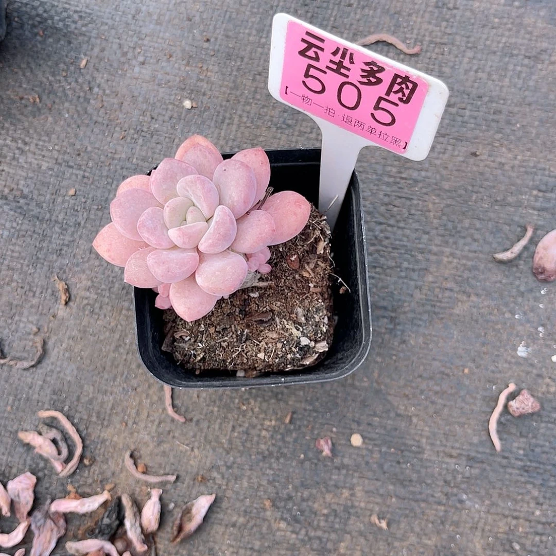 ****~云尘多肉一物一拍505，