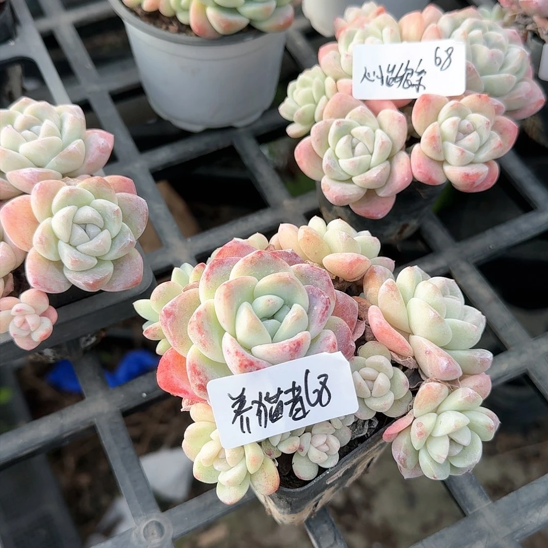 养猫者冰玉7头68元