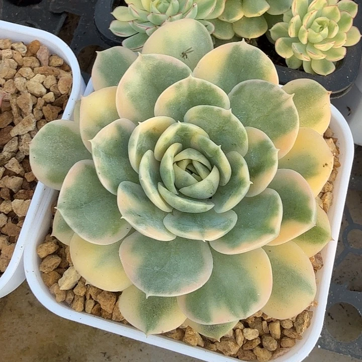 ?***爱左上角一彩锦腹轮锦