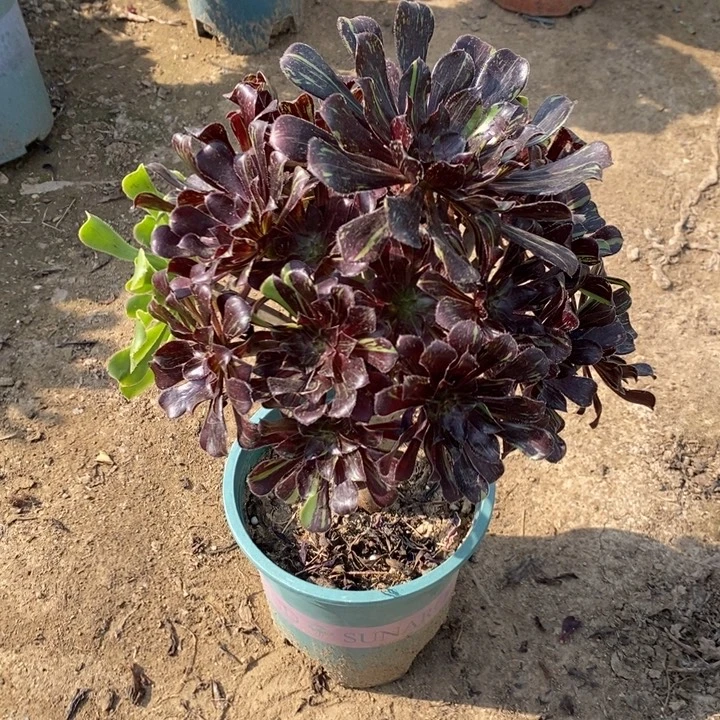 水墨丹青85多肉植物法师法师