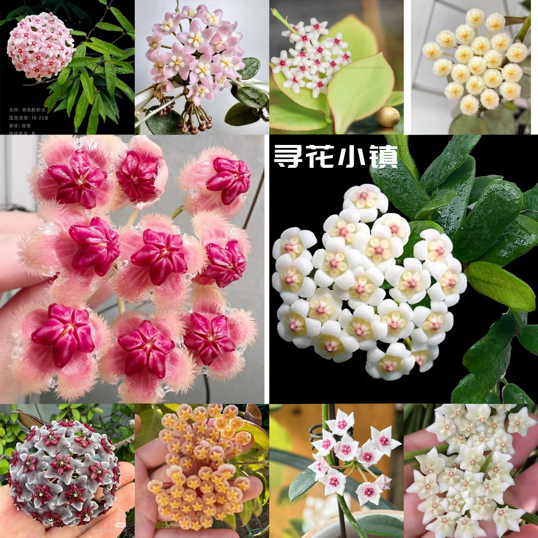 【3W粉丝福利】基地生长四季种植勤开花带香味阳台办公室垂吊爬藤