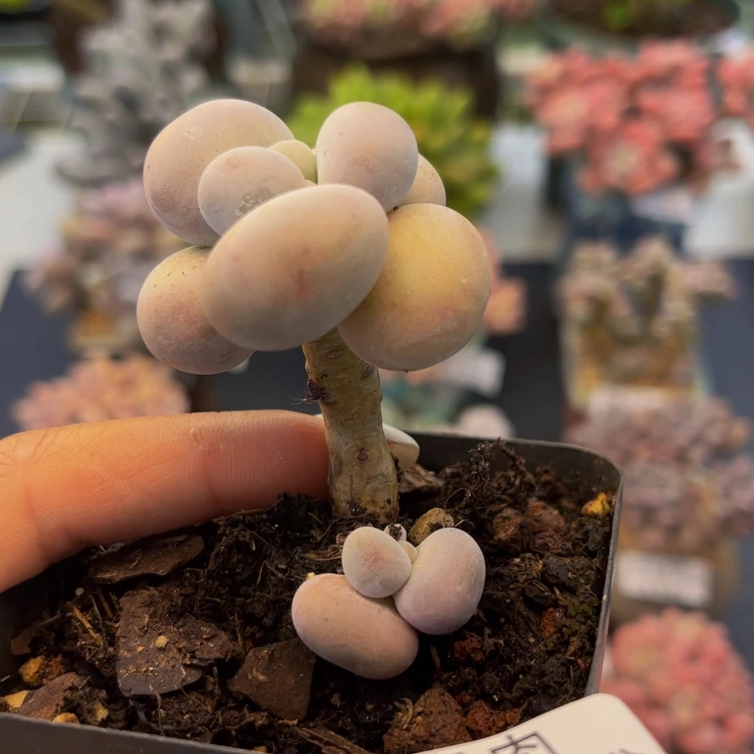 1025-芭比奶多肉3cm