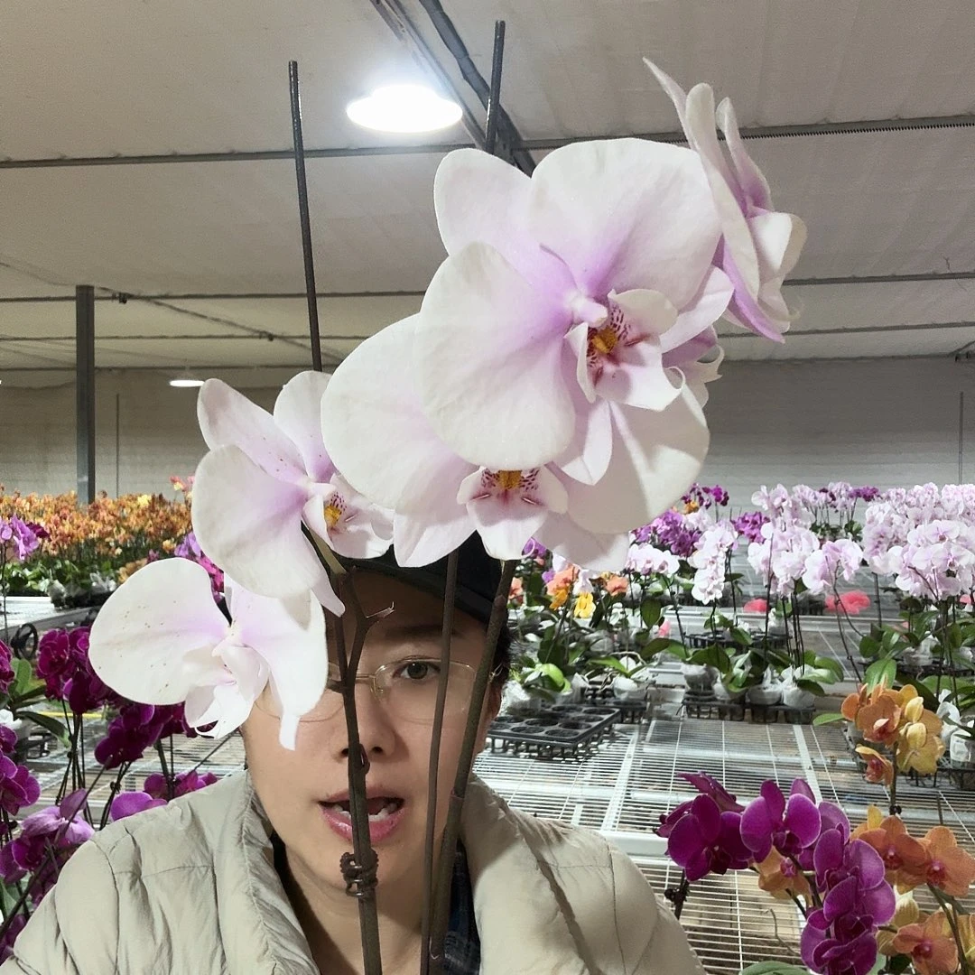 完全开放阿尔提亚2剑1颗532