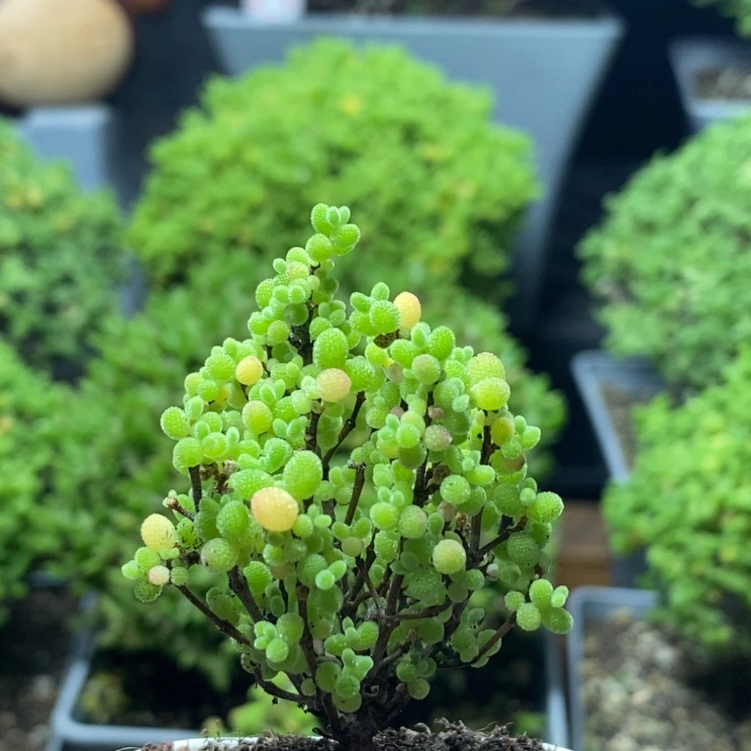 蜜橘糖球0242枝干番杏