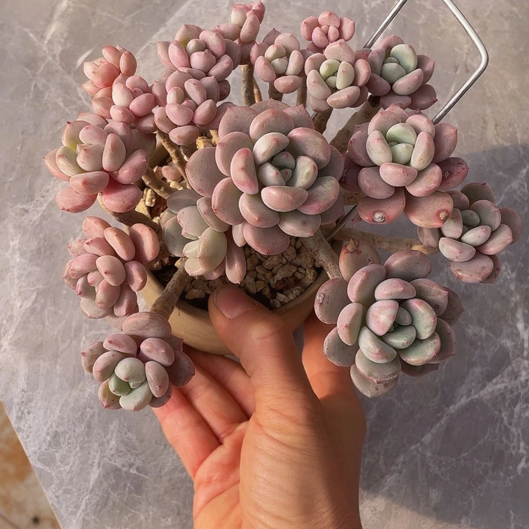 花瓣露多肉多肉多肉