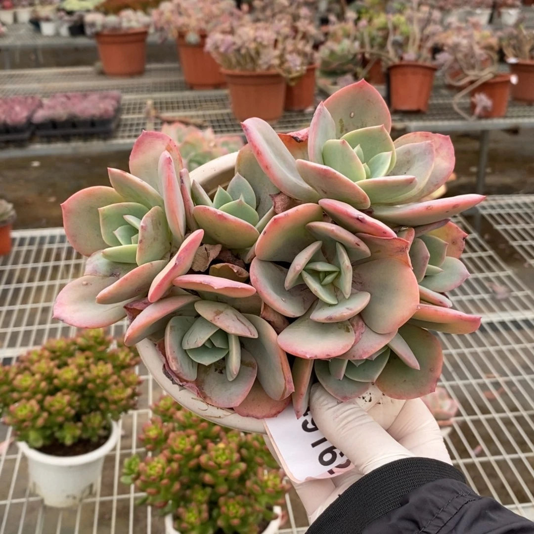 4916血凤多头一物一拍