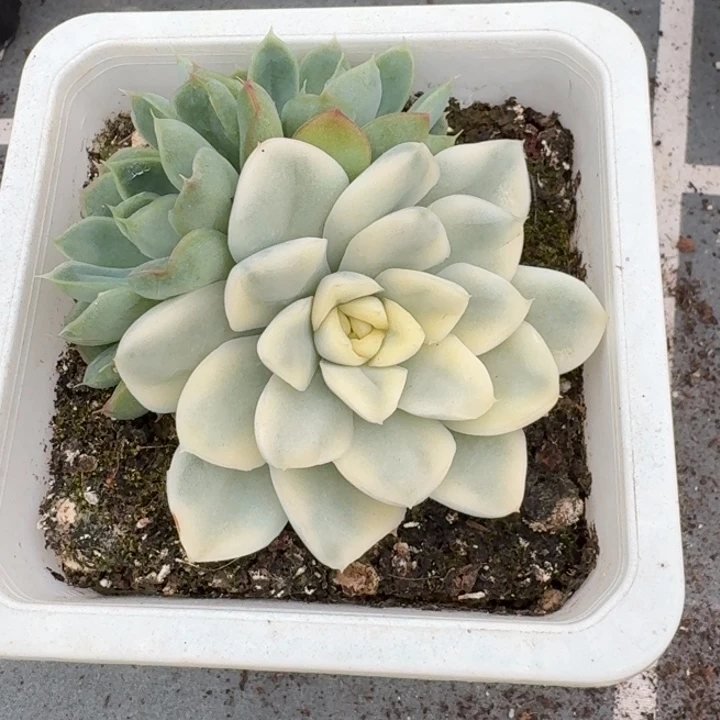雪鸢群生一物一拍