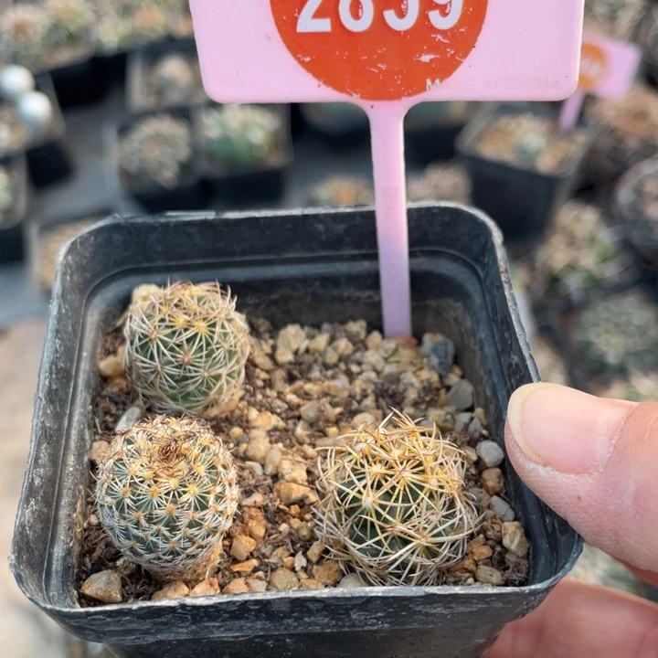 贝***@实生仙人球28590000000