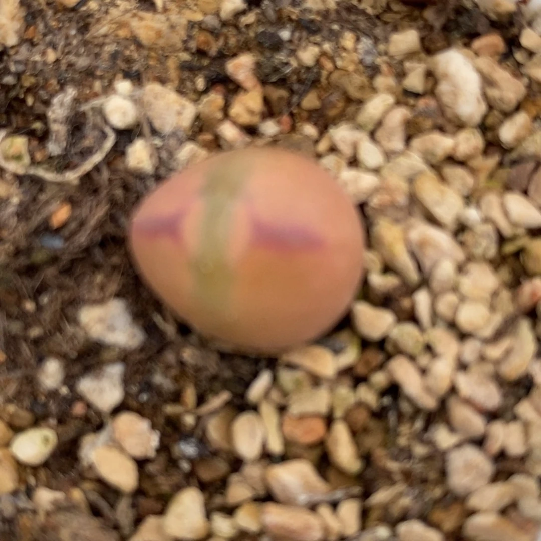 1276桃割娘杂一颗