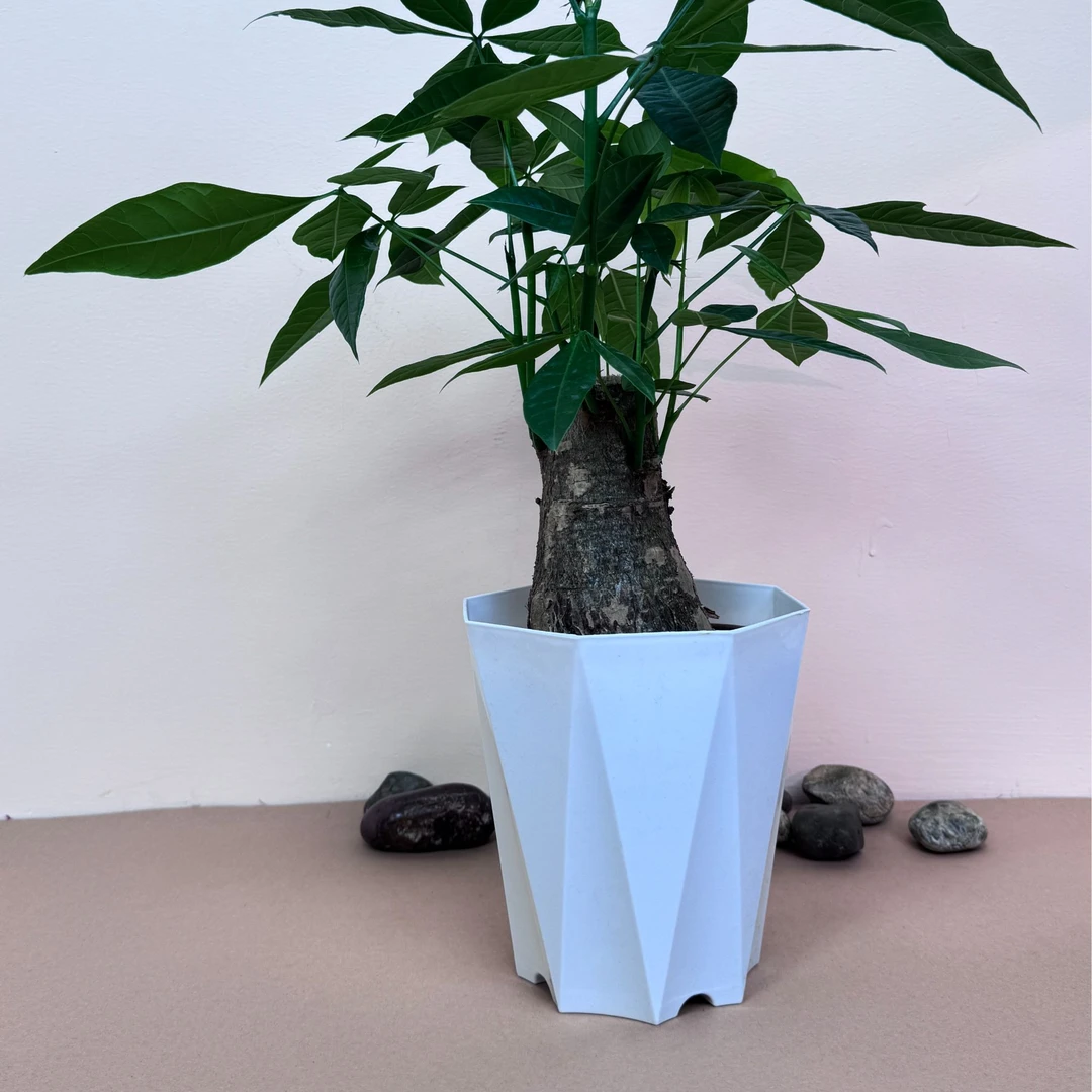 3年老庄菱圆形发财树老杆发财树室内绿植小盆栽耐旱好养招财树