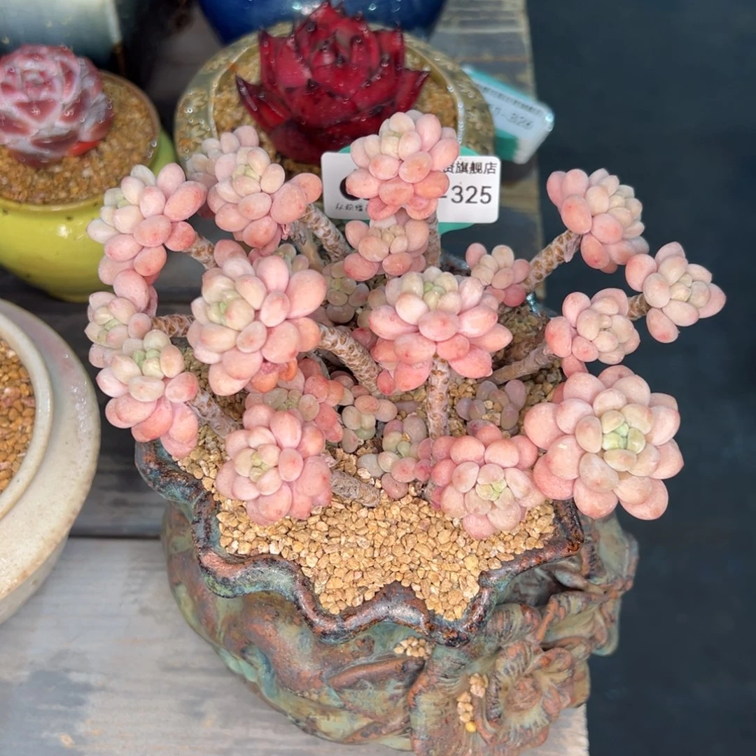 从前慢多肉精选编号0211.325