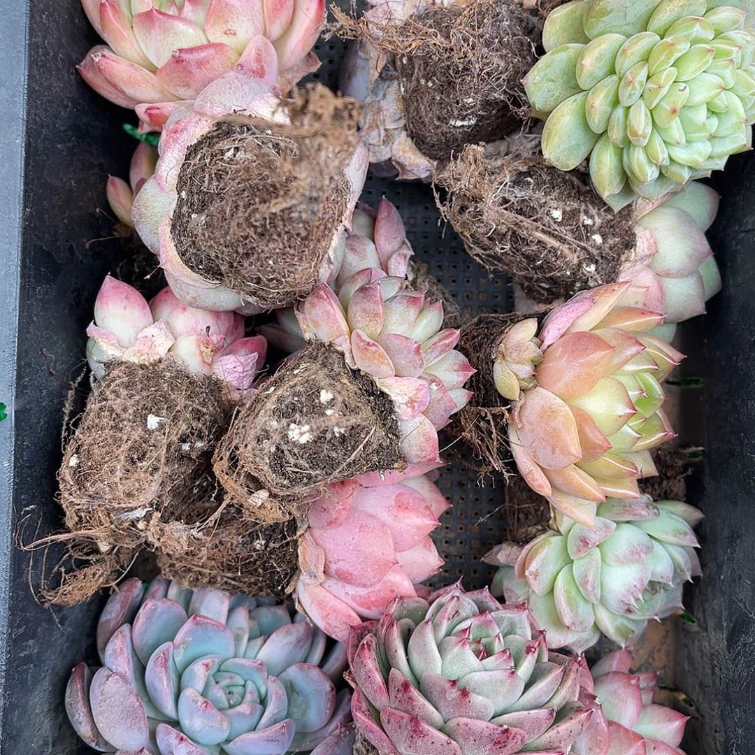 精品多肉一物一拍17-103