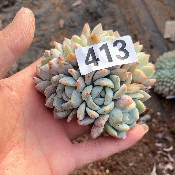 妮*多肉植物一物一拍