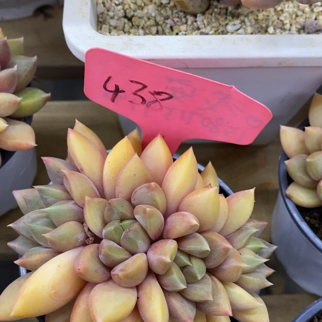 开心多肉，首播第一场，欢迎