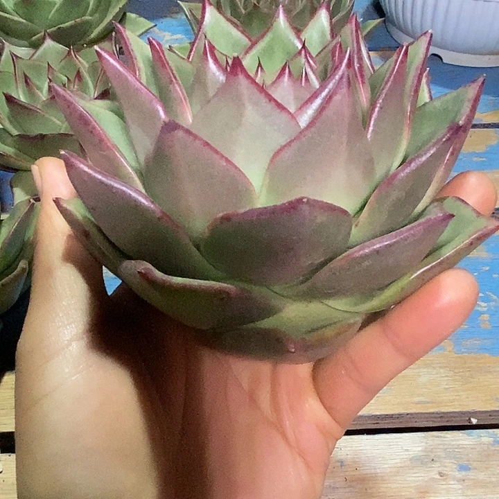 福利原始种包子体15