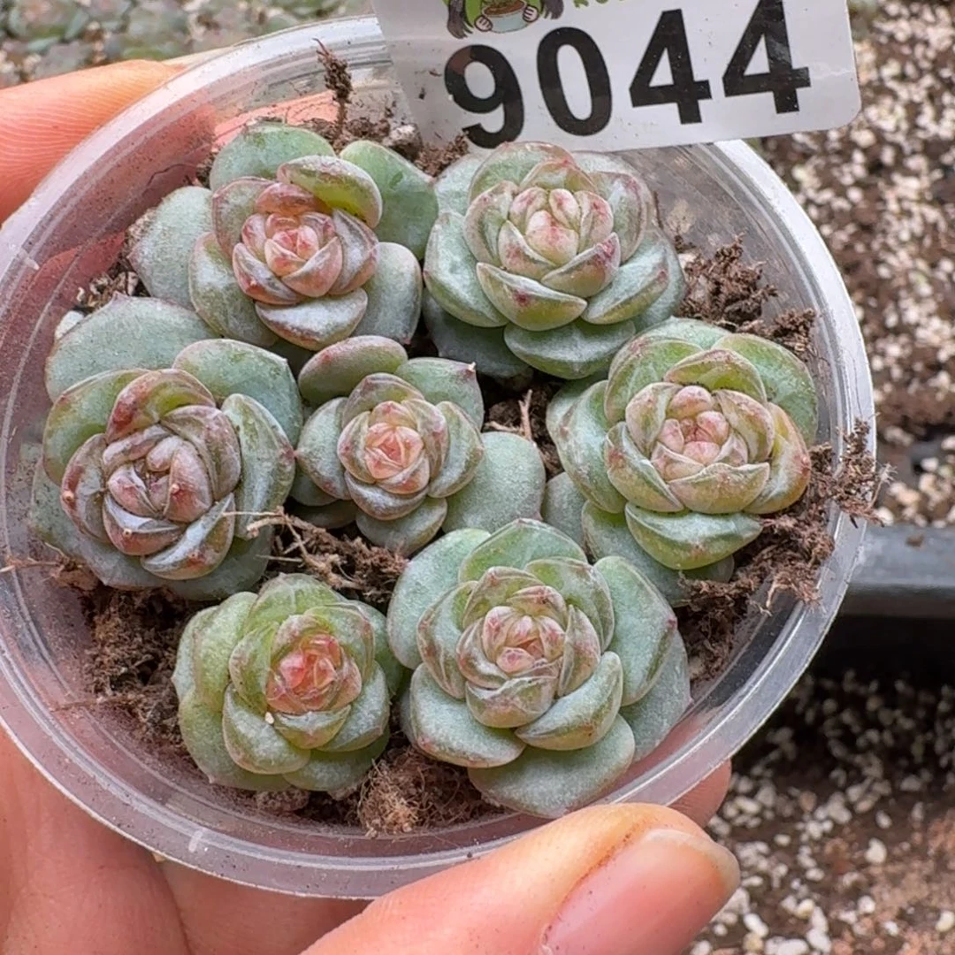 多肉植物多肉植物