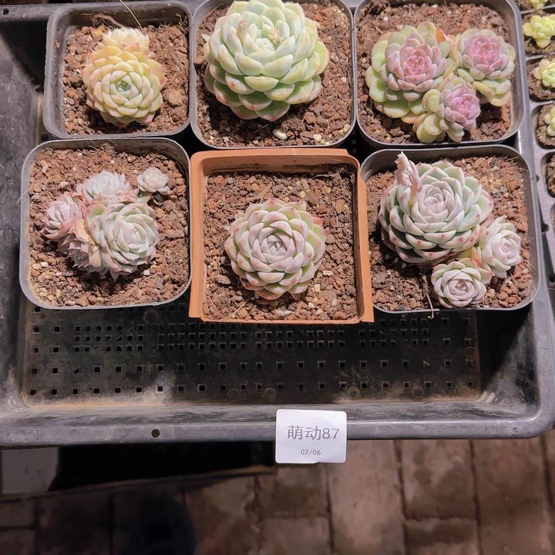 直播一物一拍多肉87