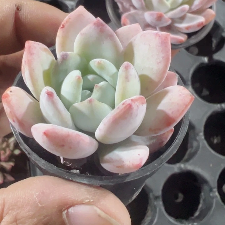 橙梦露精品多肉植物