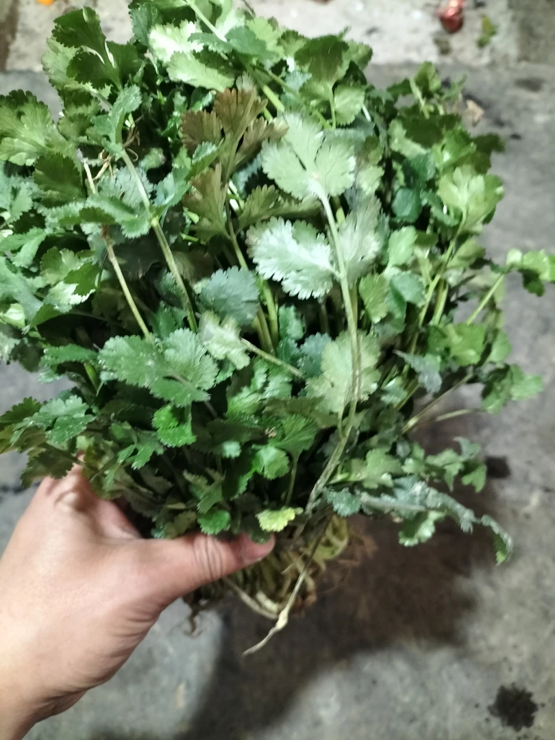 【本地香菜】湘西农家自种香菜包邮