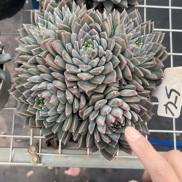 两单包邮，一物一拍54