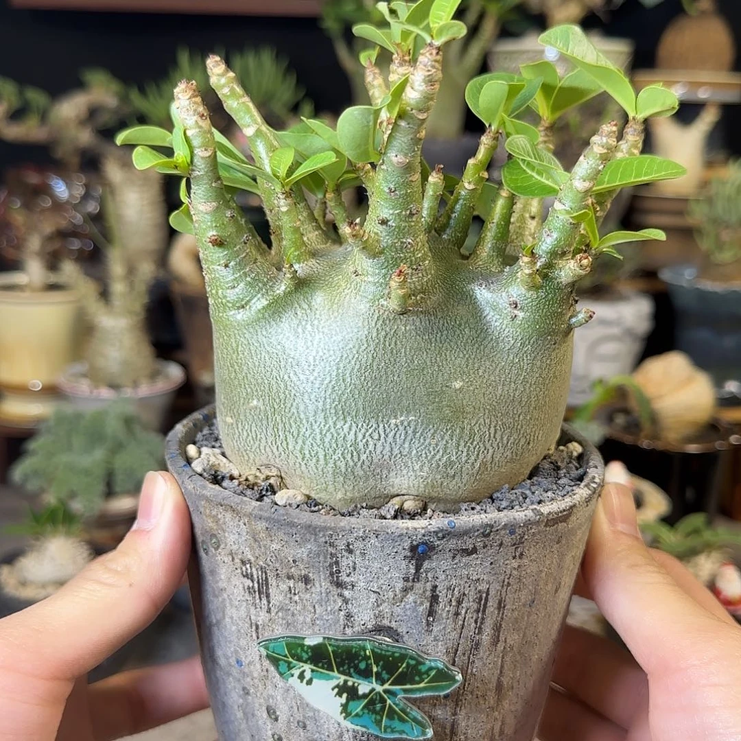 一物一拍哥斯拉沙漠玫瑰13