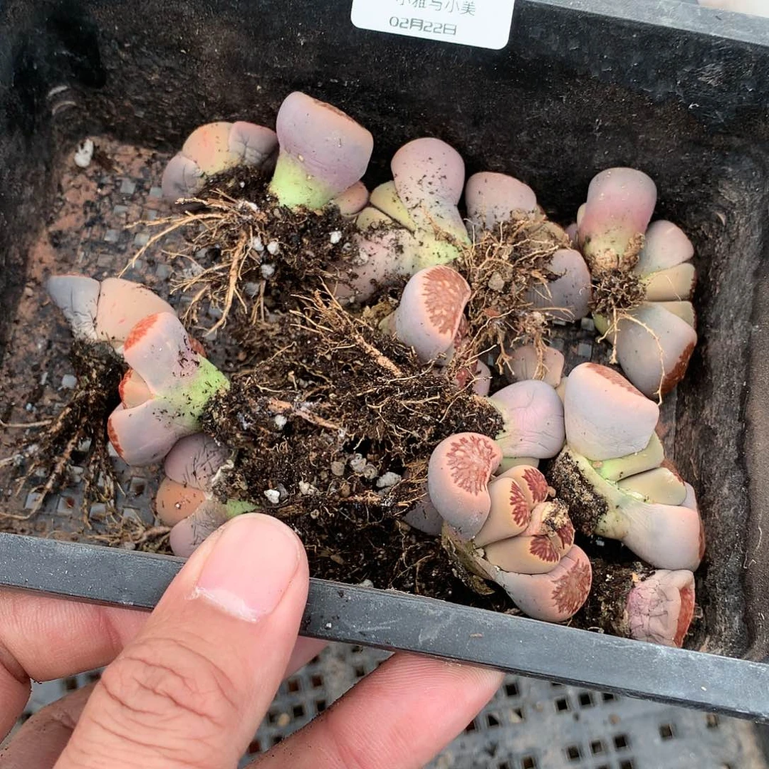 淼*媛X123多肉植物保护