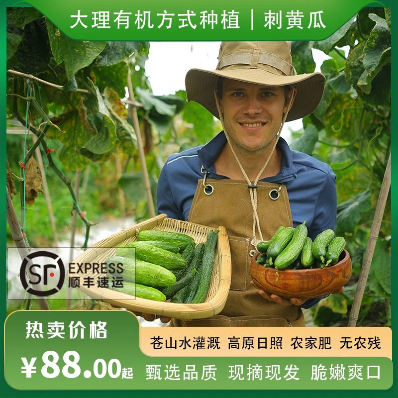 瑞典奶爸在大理｜高原生态种植刺黄瓜现摘新鲜榨汁即食生吃拌沙