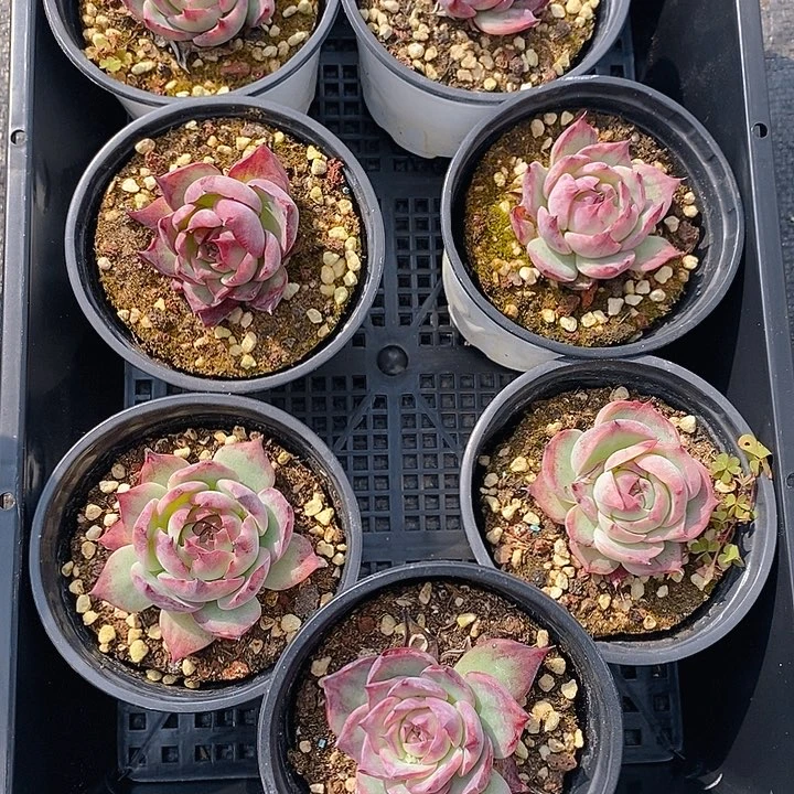 157 多肉植物盆栽花卉植物