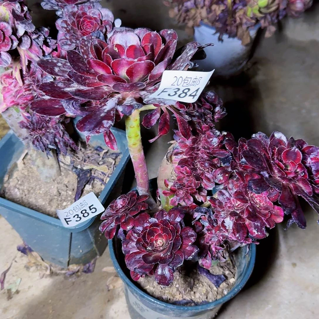 阿****）最后一颗香奈儿缀化一起寄样