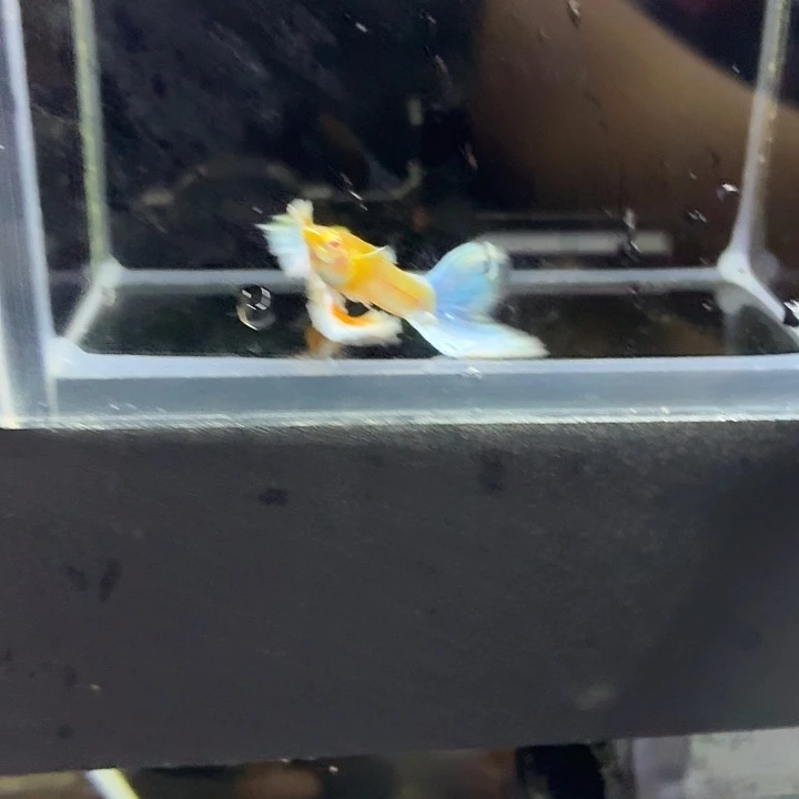 海水鱼蓝白半月两对