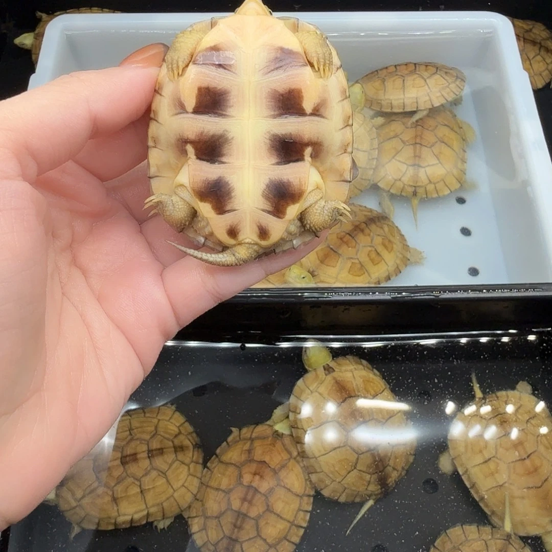 P***c绿毛龟母乌龟乌龟乌龟