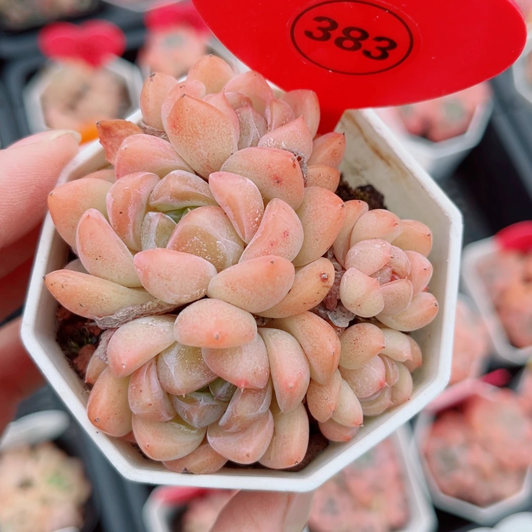 383号小老桩糖心群