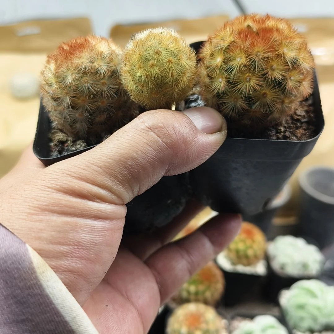 直播间商品一物一图