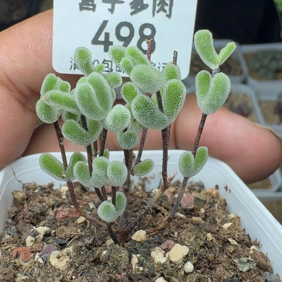 小星星。 带盆土。