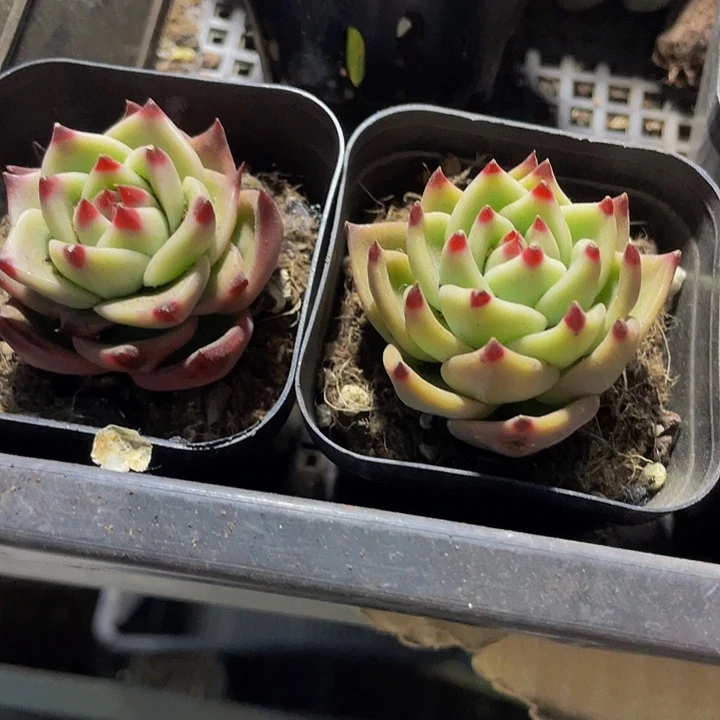 蓝龙2.8带盆土发