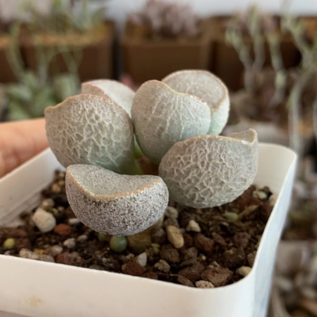 【闪购商品】无花朵磨砂蛋