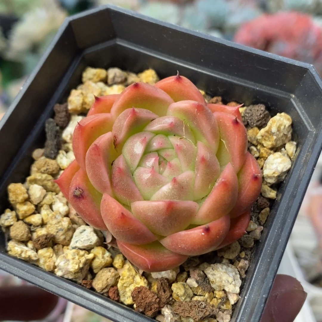 东云杂交单头清棚