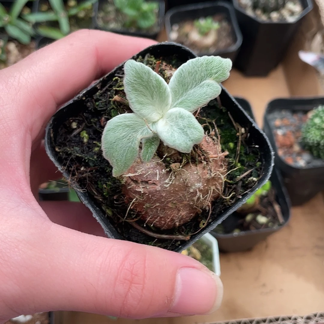 411断崖女王（满18包邮）