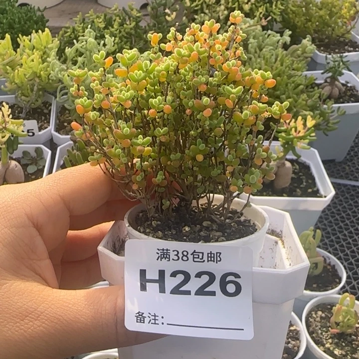 多肉植物枝干蜜桔
