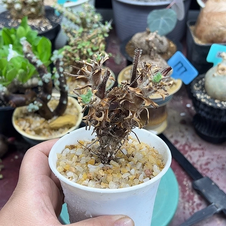 红花龙骨葵多肉植物