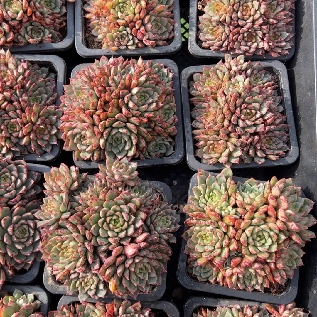 血滴子，10方杯，8-10cm