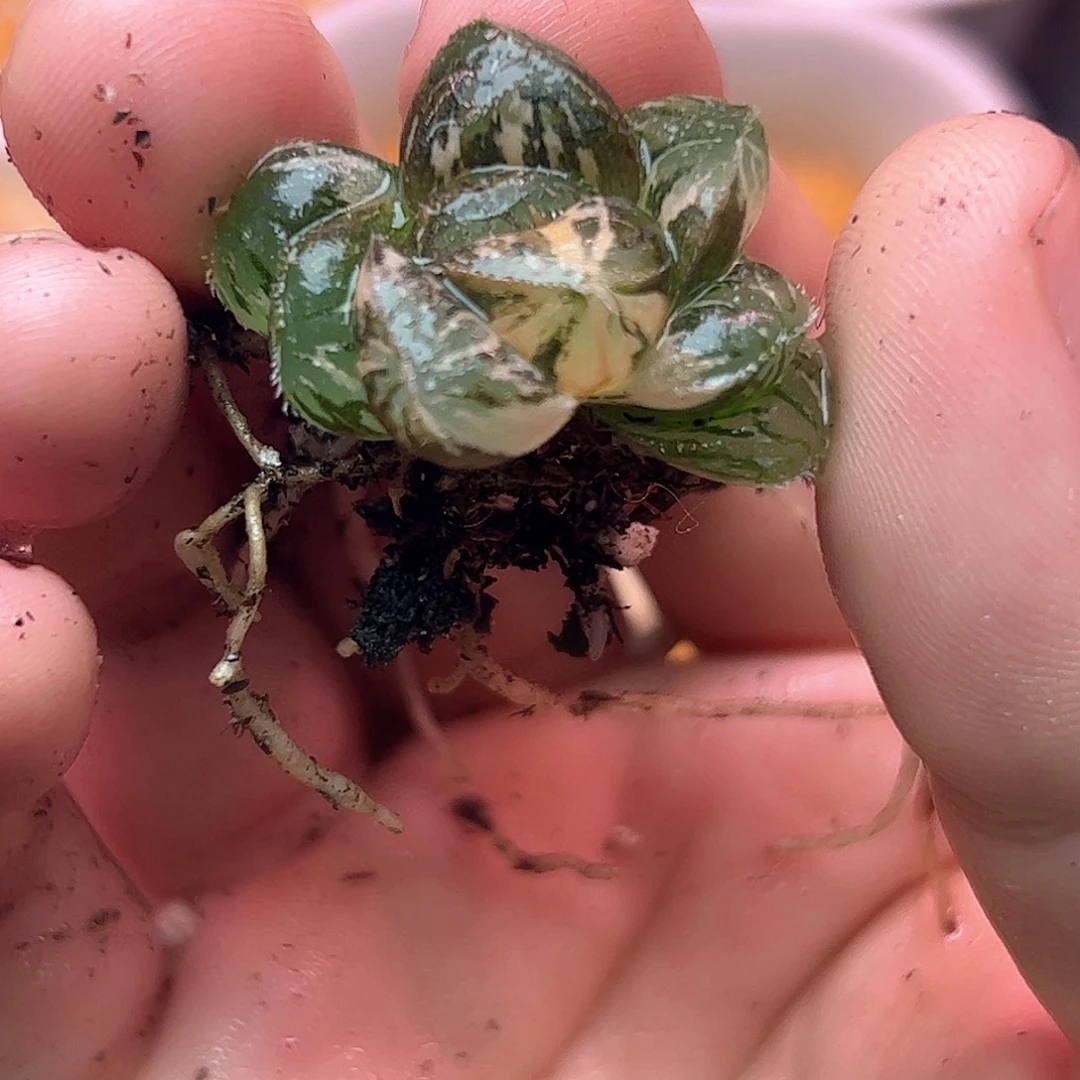 粉黛锦十二卷多肉