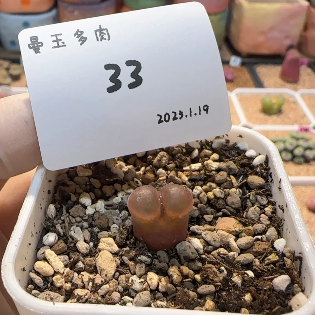 淼*淼多肉多肉多肉1.19-033