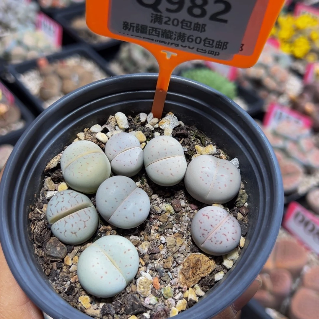 982 一物一拍，默认有伤，介意勿拍，不退不换