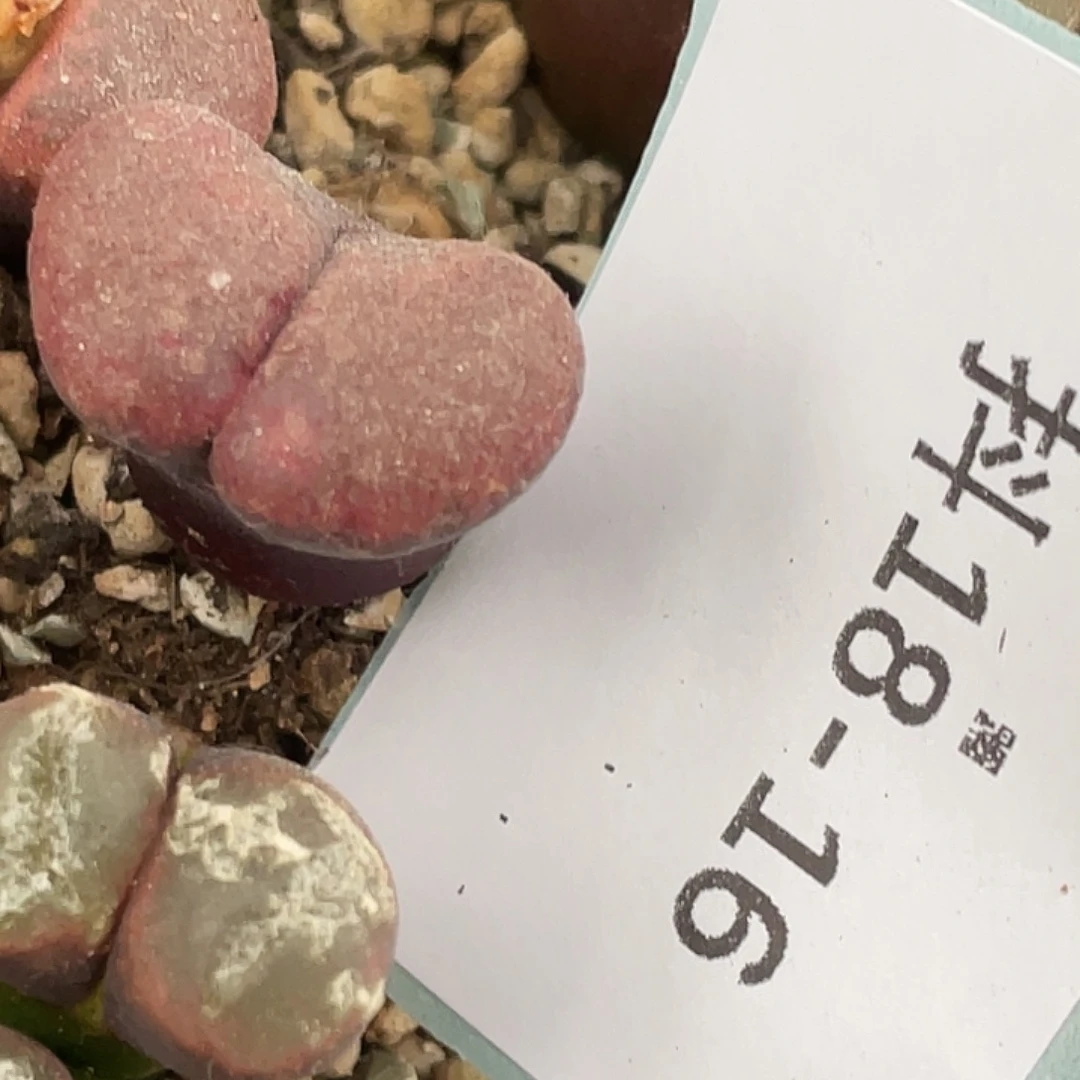 M***u18-16肉锥多肉植物