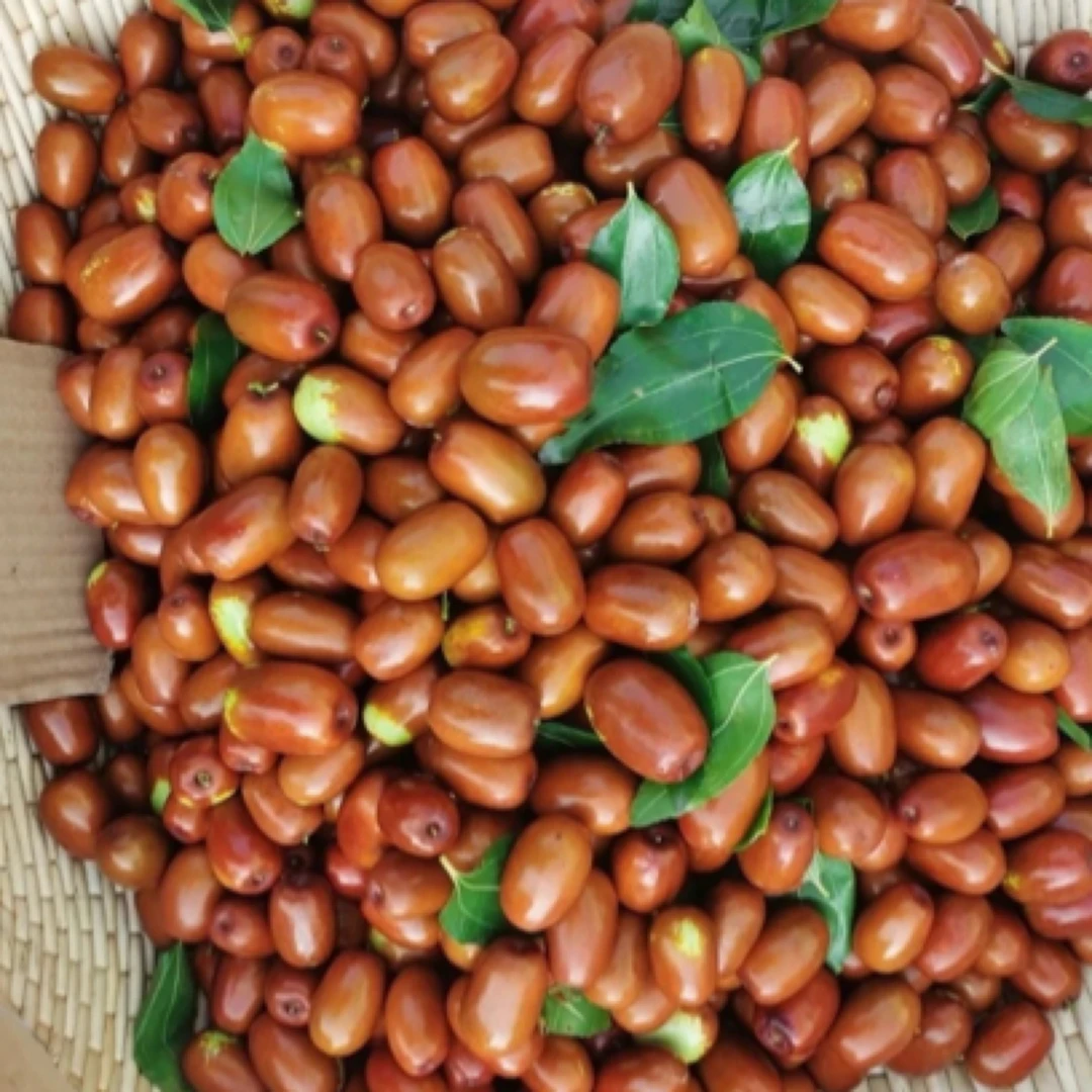 朝阳大枣 （大果）本地枣 大枣尝鲜价