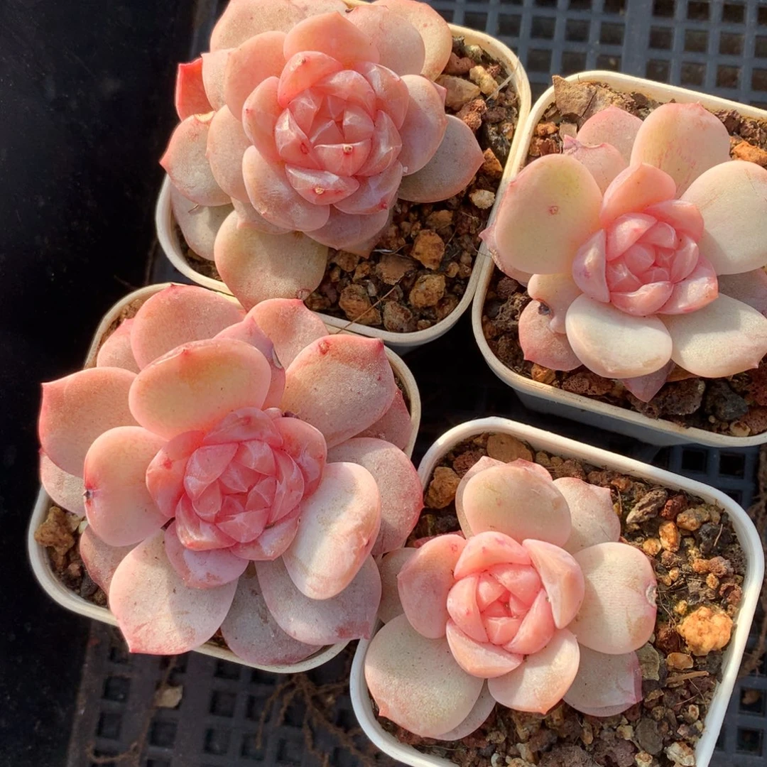 1208-05 糖心新品