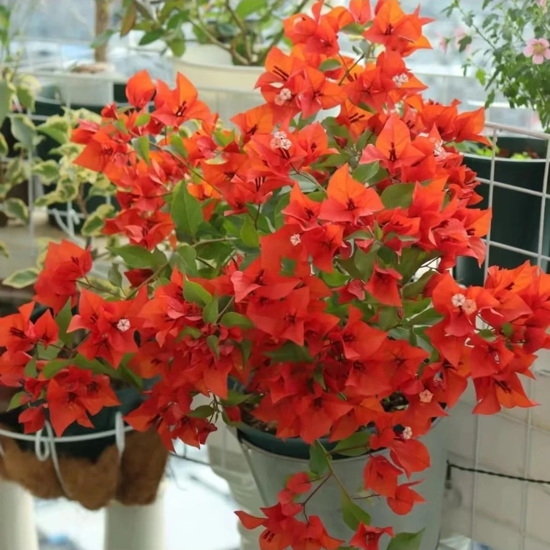 （热火桑巴）三角梅小苗三角梅带花盆栽大苗重瓣室内阳台庭院树苗