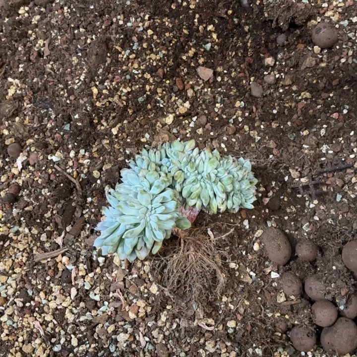树散缀朵朵星影缀